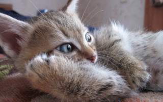 Cat bed pillow blue eyes - a pillow free wallpaper