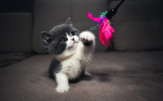 Kitten playing toy feather flower 2 - a feather free wallpaper
