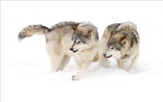 Wolf snow puzzle animal photography - the snow together free wallpaper