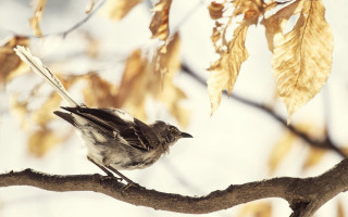 Bird branch leaves clouds bernd - the background and a sky background free wallpaper