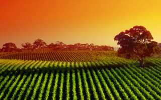 Large field tree sunset red - a tree in the middle of it free wallpaper