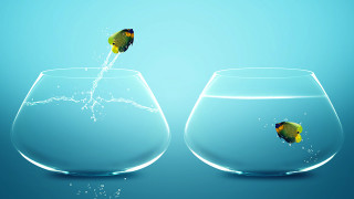 Fish jumping bowl water bubbles - a fish free wallpaper