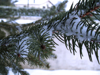Pine snow branch building winter - a snow free wallpaper for desktop