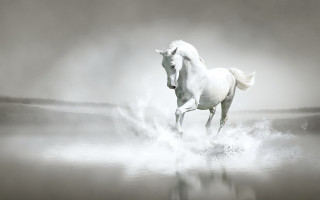White horse running foggy water 3 - a foggy day free wallpaper