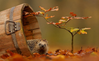 Hedgehog barrel leaves autumn fire - a hedgehog free wallpaper