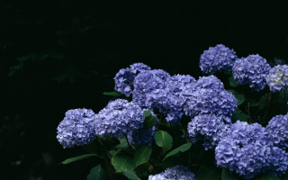 Purple flowers green leaves black - ektachrome photograph free wallpaper