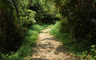 Dirt path forest trees bushes - choi buk free wallpaper