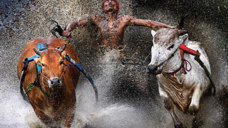 Man cows water rope aurora - a microscopic photo free wallpaper