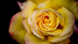 Yellow rose closeup macro black 2 - close free wallpaper