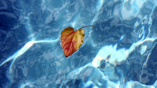 Leaf floating water blue reflection 2 - anne geddes free wallpaper for desktop