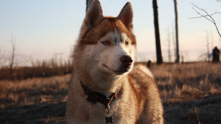 Dog field person collar shiba - a person in the background free wallpaper