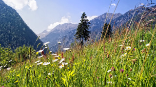 Wildflowers grass mountains clouds trees - free mountains wallpaper for desktop