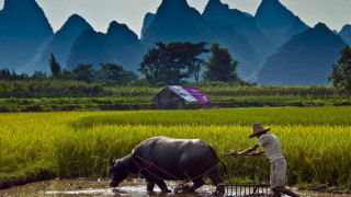 Man plowing field buffalo purple - dai xi free wallpaper for desktop