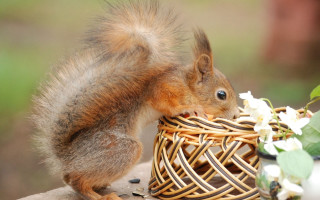 Squirrel eating food outdoor flower - a piece of food free wallpaper