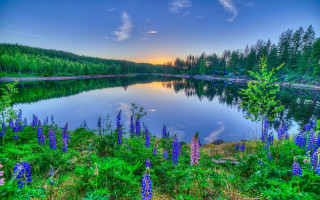 Lake flowers sunset puzzle nature - free summer wallpaper