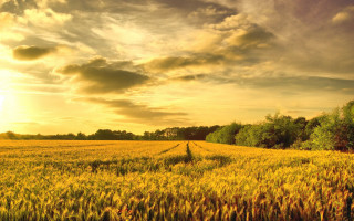Wheat field cloudy sunset trees - a field of wheat under a cloudy sky free wallpaper