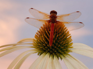 Dragonfly flower sky macro ecological - a dragonfly free wallpaper