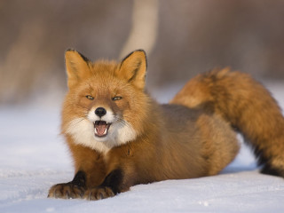 Red fox sitting snow yawning - the snow free wallpaper