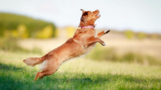 Dog jumping frisbee field trees - dynamic free wallpaper for desktop