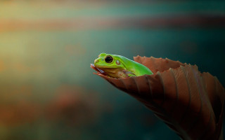 Green frog leaf closed eyes - top of a leaf free wallpaper