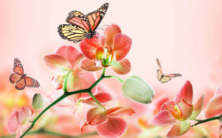 Flowers butterfly pink background watercolor - a bunch of flowers free wallpaper