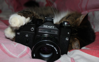 Cat bed camera blurry depth - leica free wallpaper
