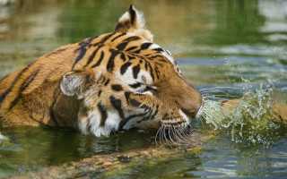 Tiger playing water stick head - a stick free wallpaper for desktop