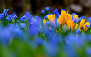 Blue yellow flower field butterfly - green leaf and grass free wallpaper for desktop