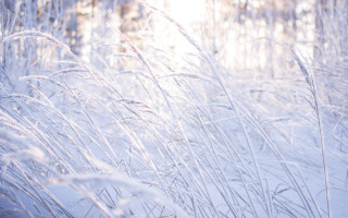Winter tall grass snow fence - tall grass free wallpaper for desktop
