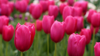 Pink tulips blurry background bokeh 2 - pink tulip free wallpaper