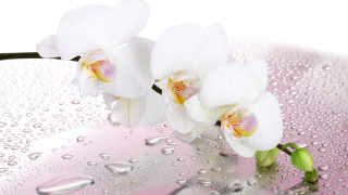 White flower water droplets pink - photorealistic imagery free wallpaper