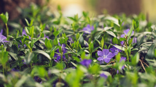 Purple flowers green leaves bokeh - green leaf and grass free wallpaper for desktop