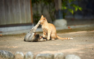 Cat playing with kitten outdoors - headshot free wallpaper