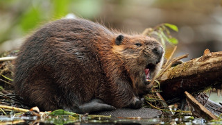 Beaver yawning log water woodcut - a woodcut free wallpaper