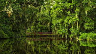 Enchanted forest bridge nature matte - charles ragland bunnell free wallpaper