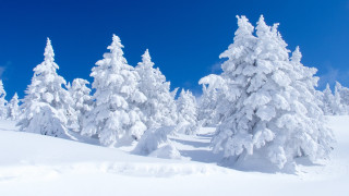 Snowy forest blue sky cherry 2 - postminimalism free wallpaper