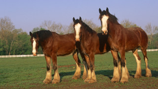 Three horses field trees fence - free dogs wallpaper