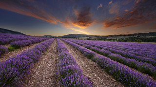 Lavender field sunset mountains cloudy - a field of lavender free wallpaper
