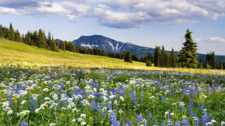 Wildflower mountain sky trees field - arthur quartley free wallpaper for desktop