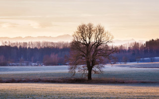 Lone tree mountains sunset beach - a lone tree in a field free wallpaper