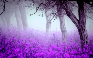 Purple flowers foggy woods cherry - a foggy sky free wallpaper
