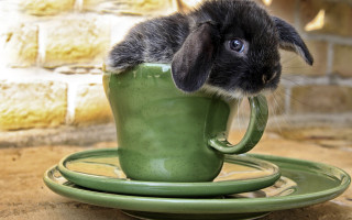 Rabbit in cup saucer brickwall - a small rabbit free wallpaper