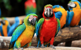 Colorful parrots zoo enclosure bokeh - a zoo enclosure free wallpaper