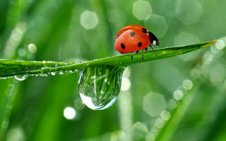 Ladybug green leaf water droplets 3 - a lady bug free wallpaper for desktop