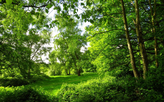 Lush green forest bench bushes - a sunny day free wallpaper for desktop