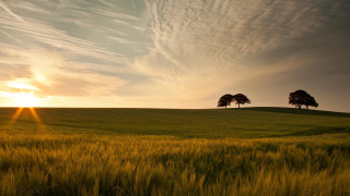 Field trees sunset clouds ocean 2 - top of it free wallpaper for desktop