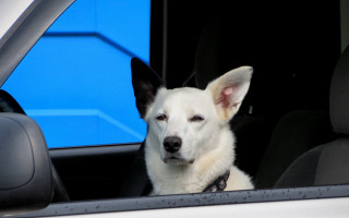 Dog shiba inu car window - the window free wallpaper