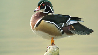 Duck perched branch water green - lake free wallpaper