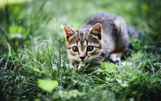 Kitten curious green eyes grassy - grassy free wallpaper