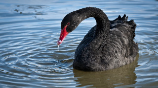 Black swan red beak lake - a red beak free wallpaper